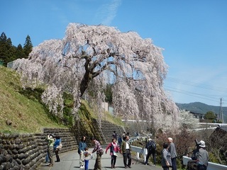 岩太郎のにぎわい20160409.jpg