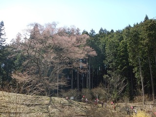 嶽見の桜へ.jpg