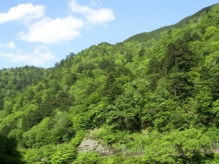 移行帯の森1.JPG