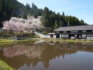羽根の桜.jpg