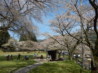 薬師の桜.jpg