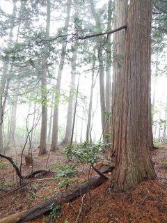 コウヤマキ林.jpg